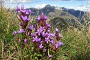 71 Anche in vetta al Barbesino tra l'erba fioriture di gentiana anisodonta-ramosa 